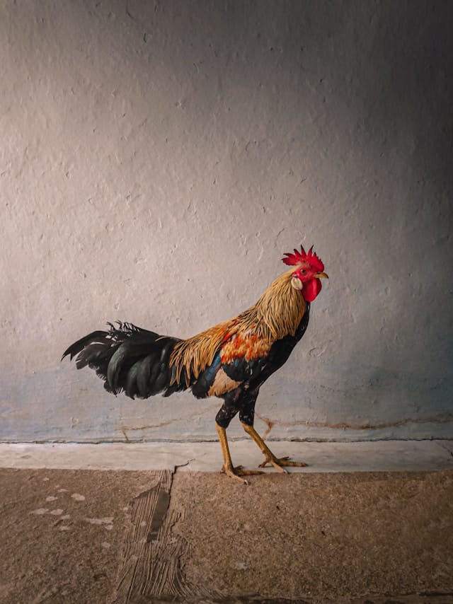 Chicken Tax Chicken Tax